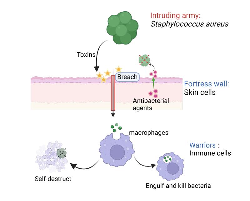 Bacteria versus immune system